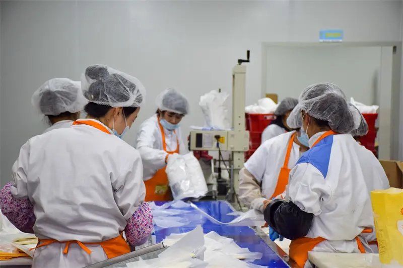 Cake embryo sorting and packaging01y9h